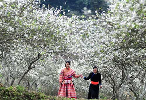 Ban flower covers the landscape with the pure white