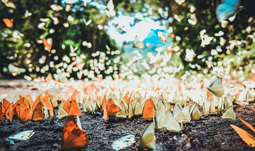 Coloful butterflies fly over the entrance to Cuc Phuong