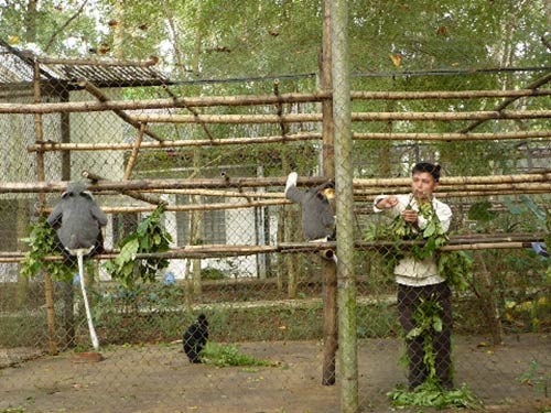 Delacour's langur is treated at the Endangered Primate Rescue Center.