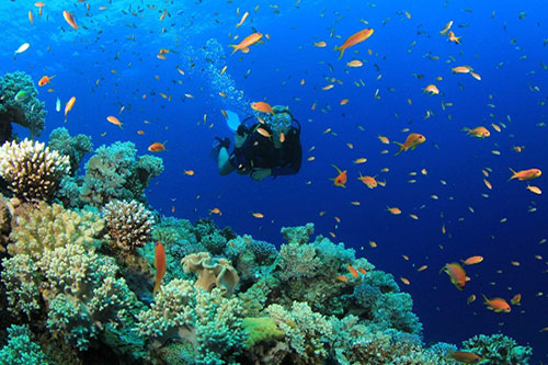 Dive into the ocean to discover great undersea life in Nha Trang