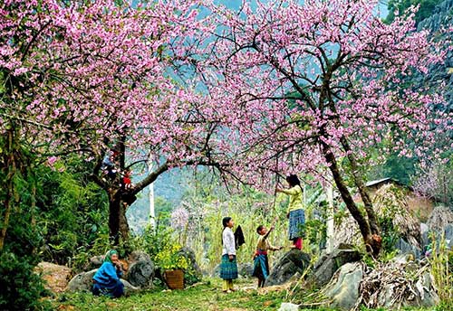 Sapa is covered by the colorful spring flowers