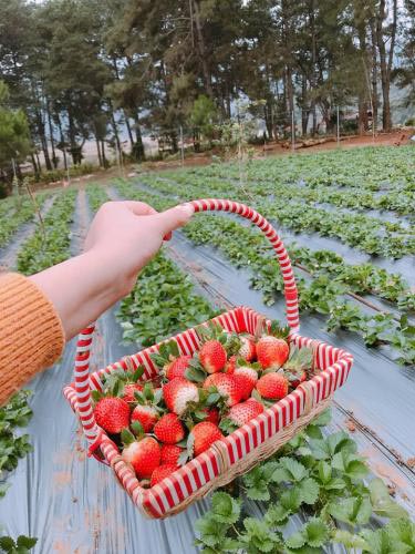 Strawberry farm on Moc Chau Plateau