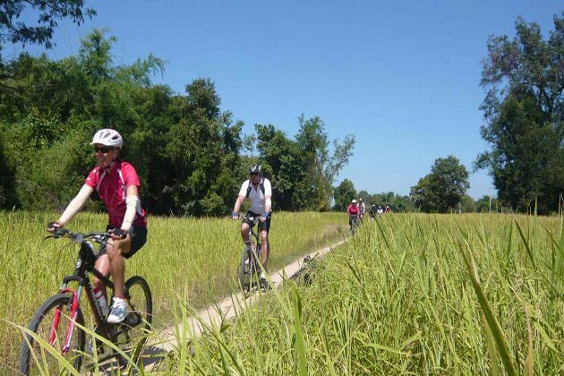 Cycle through the rice fields