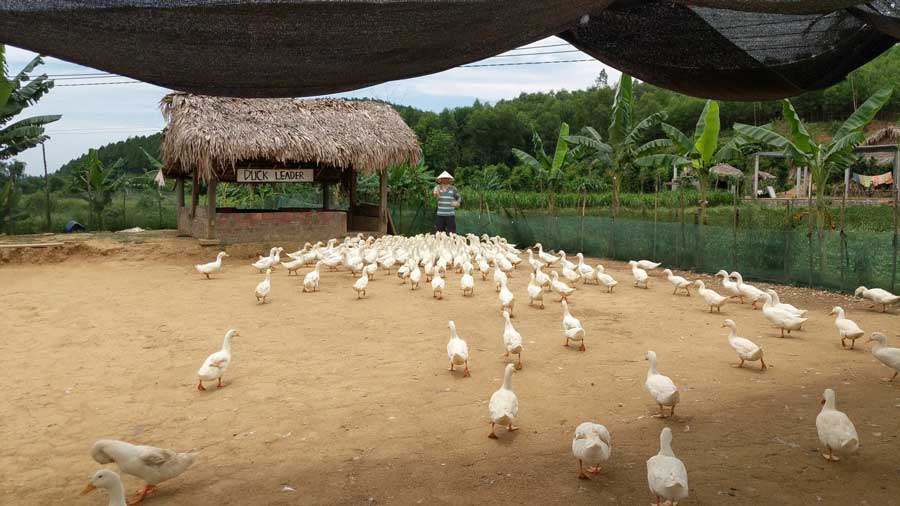 duck_leader_farm