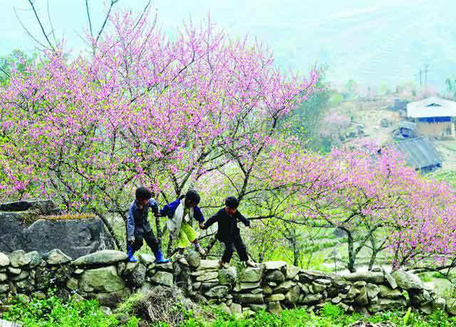 The charming beauty of wild peaches in spring