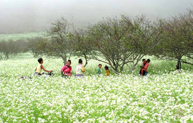 Catch a sight of Ban Flowers with your buddies