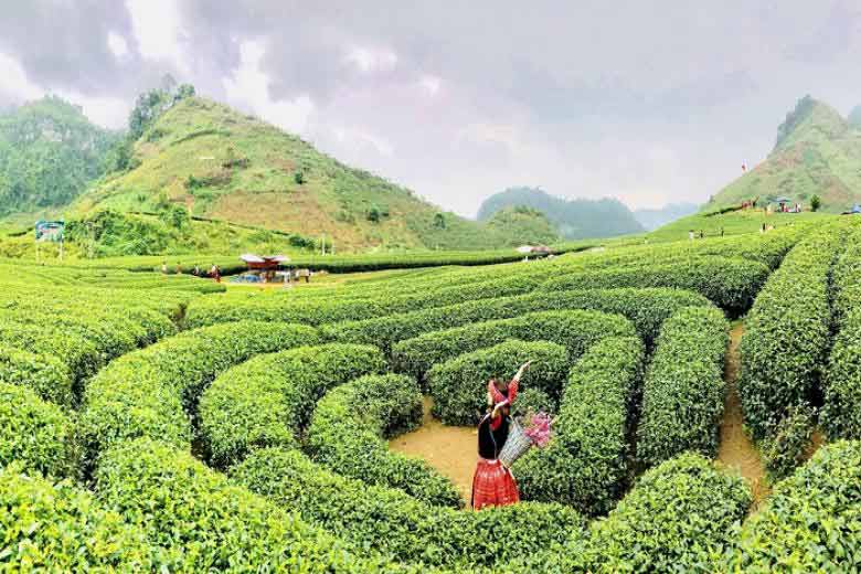 Take a deep breath of the fresh air in Moc Chau Paradise