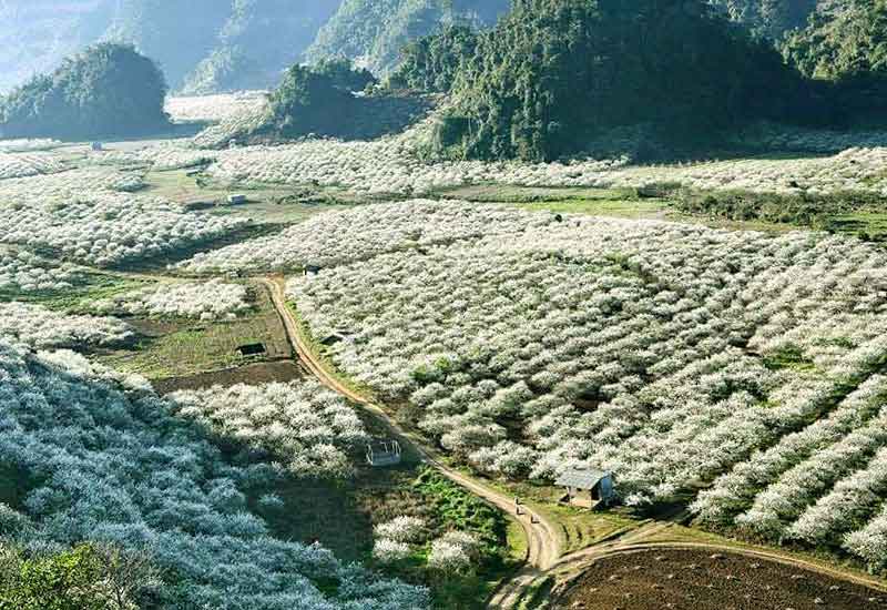 The secenery of Moc Chau Plateau