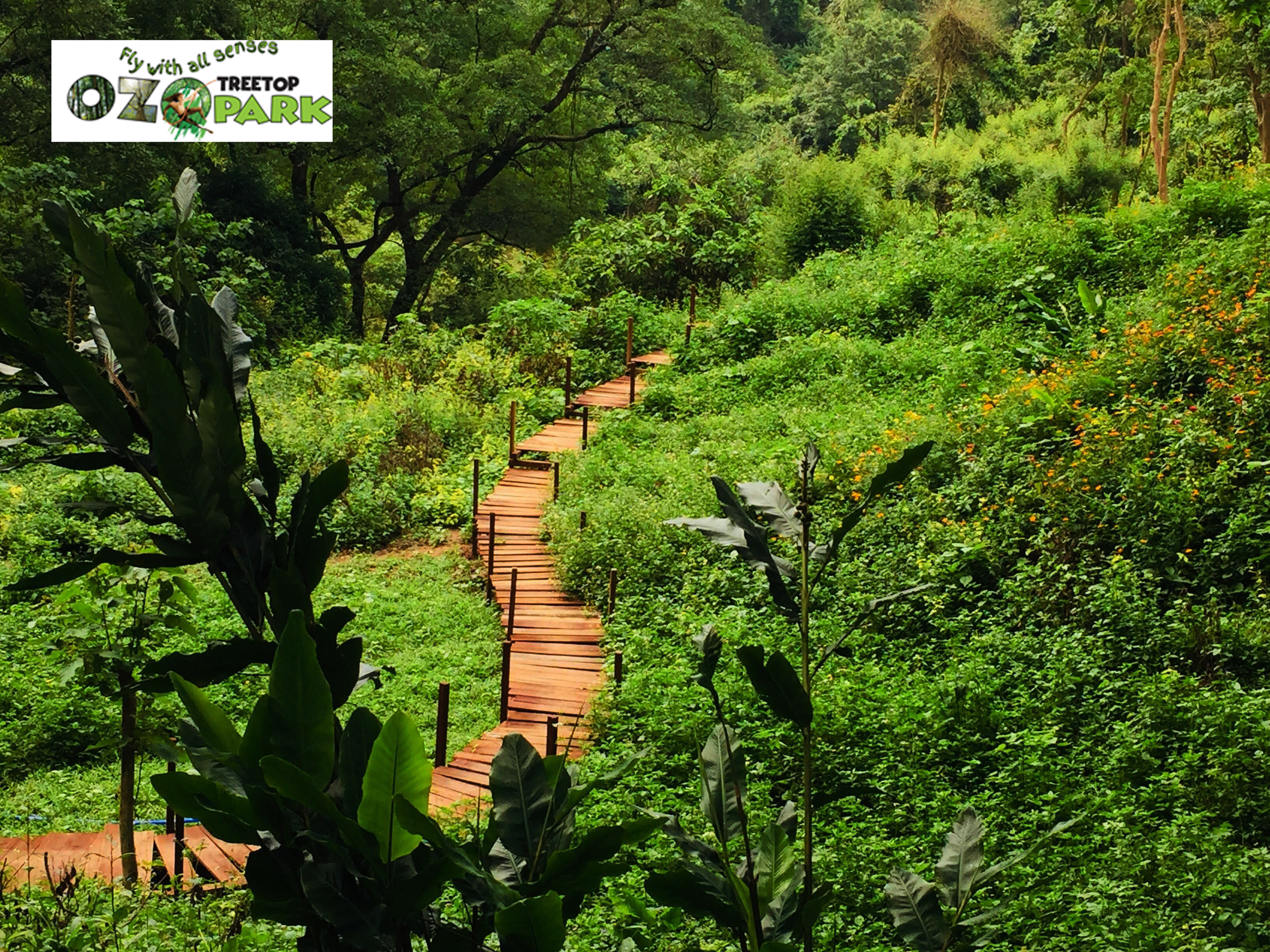 wooden_path_in_ozo_park