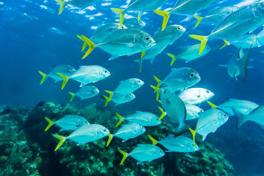 Cham Islands - Hoi An – A Hidden Underwater World