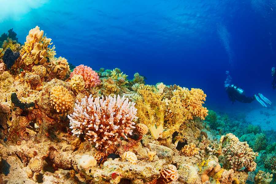 Nha Trang – Vietnam’s Best Place for Scuba Diving