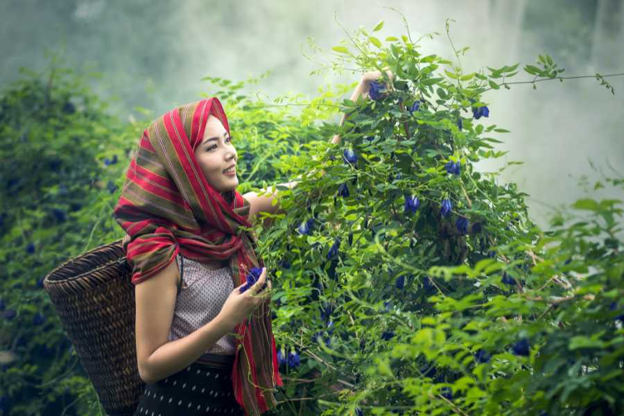 August in Cambodia