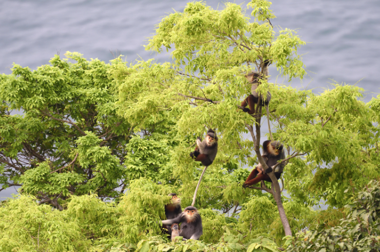 Trekking & Wildlife Spotting in Son Tra Nature Reserve
