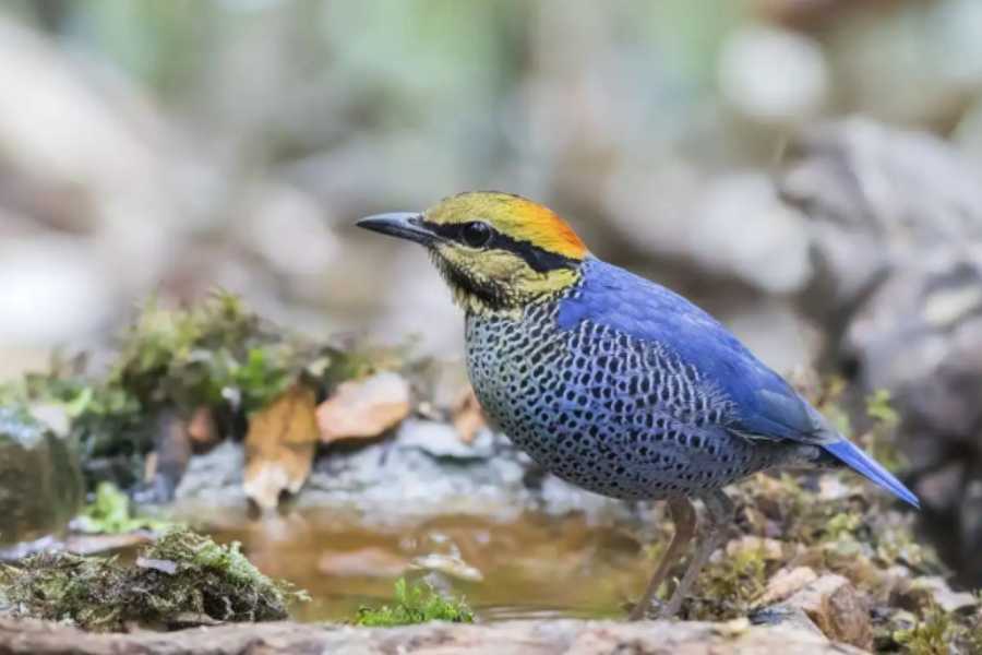 Birdwatching in Bokor National Park