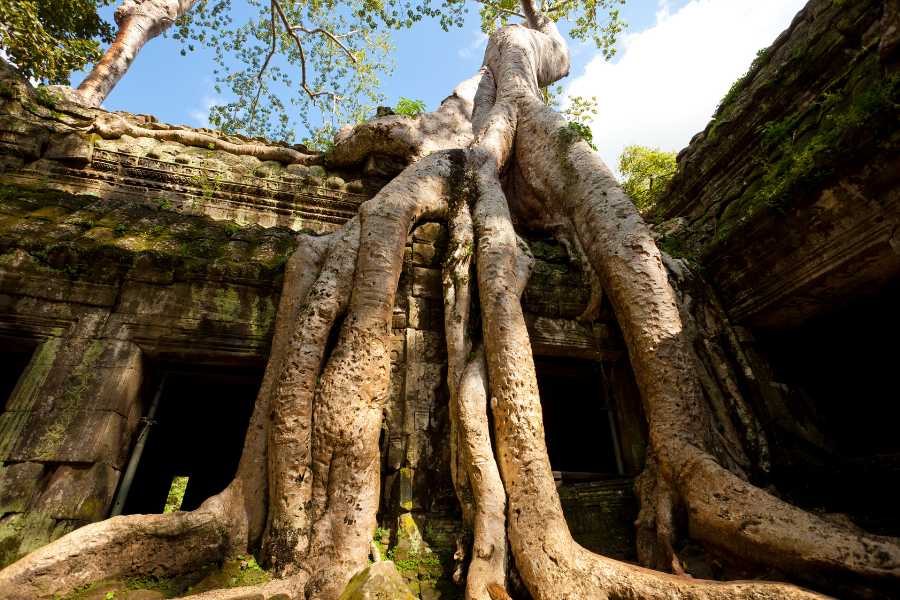 Cambodia-Ta-Prohm-temple