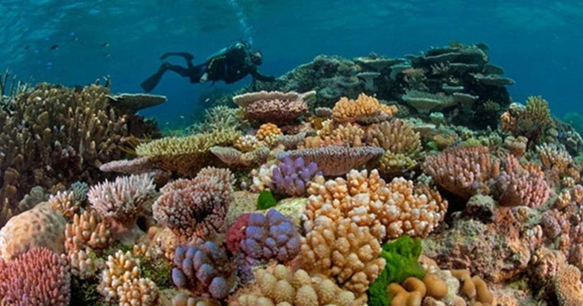 Coral in Con Dao