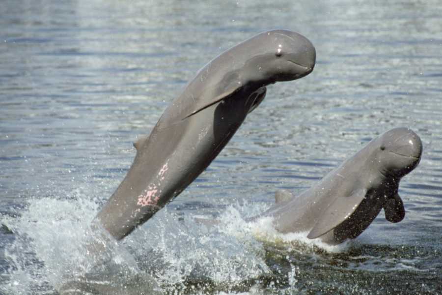 Dolphin Watching by Traditional Boat