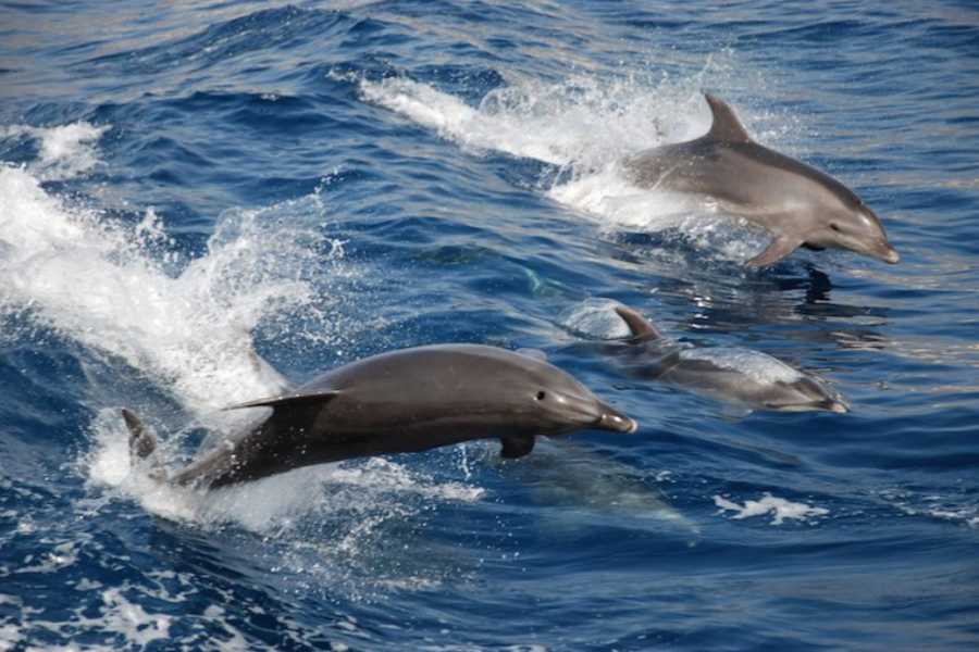 Dolphin sightings