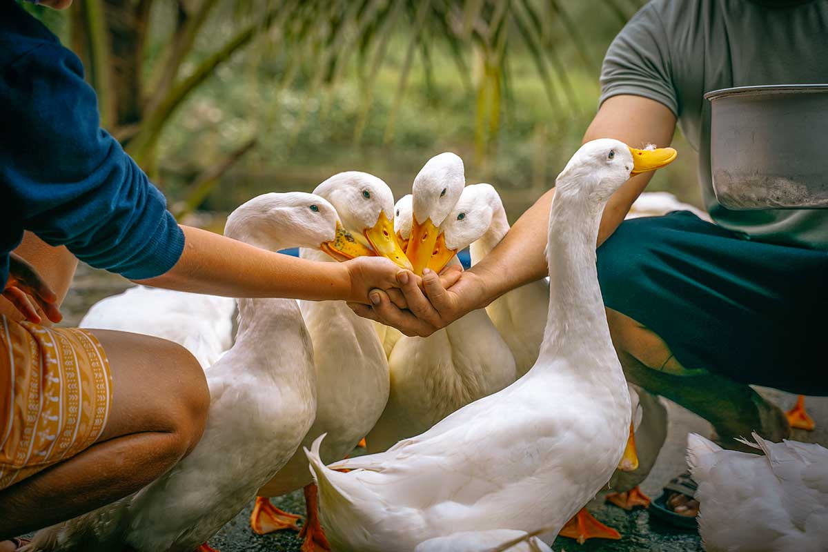 Best Duck Massage