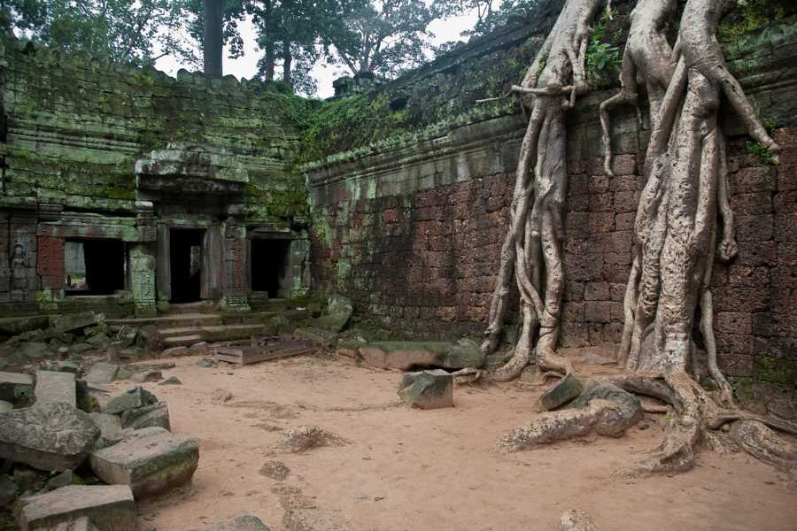 Giant-Tree-Roots-At-Ta-Prohm-Temple-Angkor-Wat-Cambodia