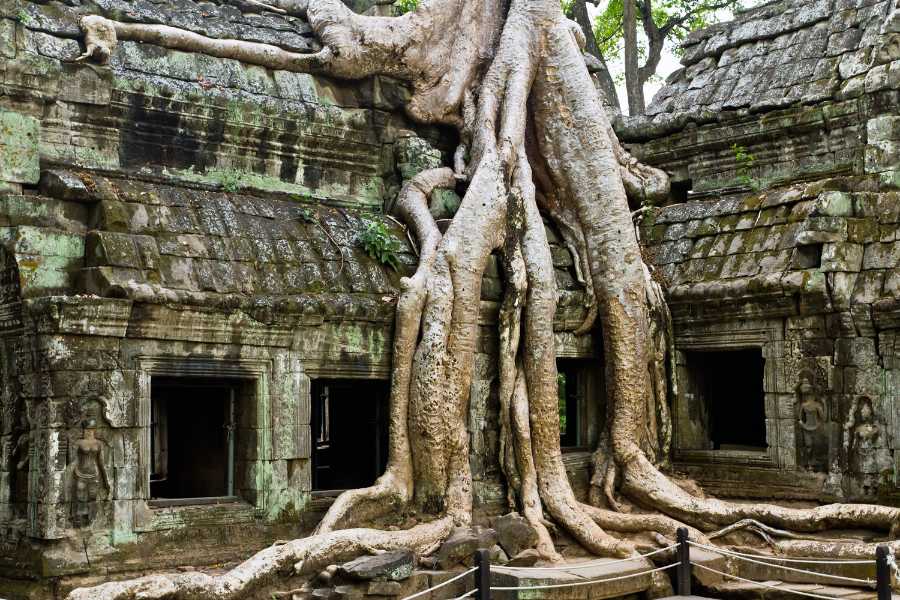 Giant-tree-covering-Ta-Prom-temple