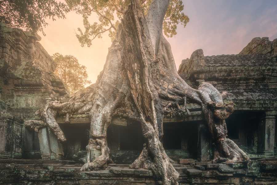 Giant-tree-of-Ta-Prohm-temple-in-Angkor-Cambodia