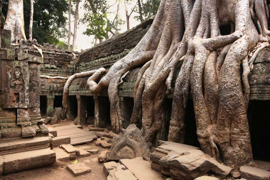 Giant-tree-roots-at-the-Ta-Prohm-temple-in-Cambodia