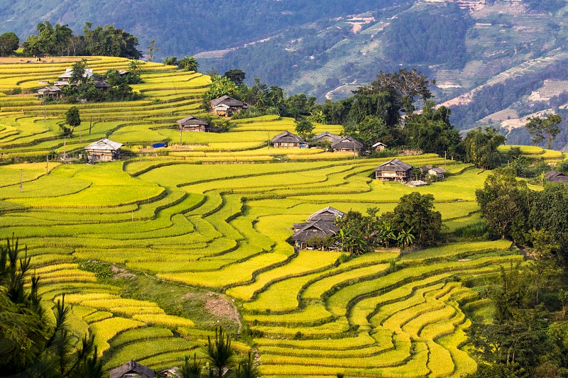 Rice Terrace Fields in Hoang Su Phi, Ha Giang