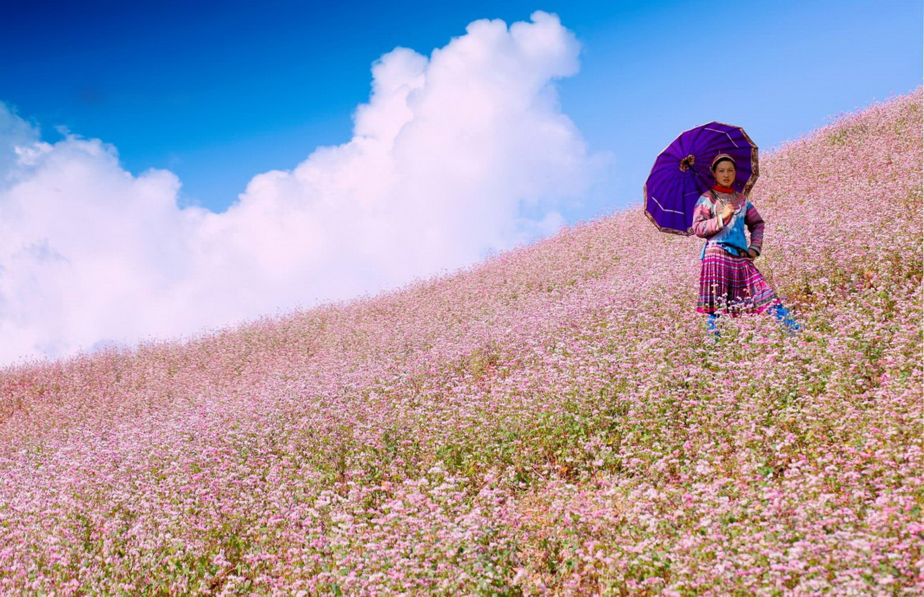 Buckwheat flowers in Ha Giang