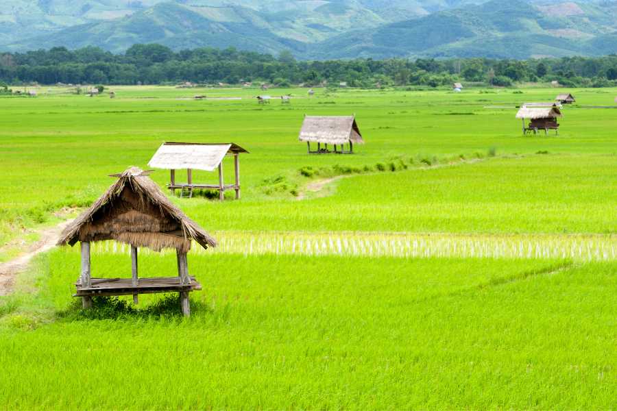 laos weather august