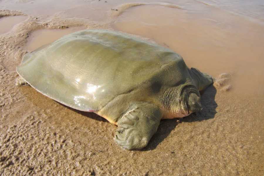 Mekong Turtle Conservation Center