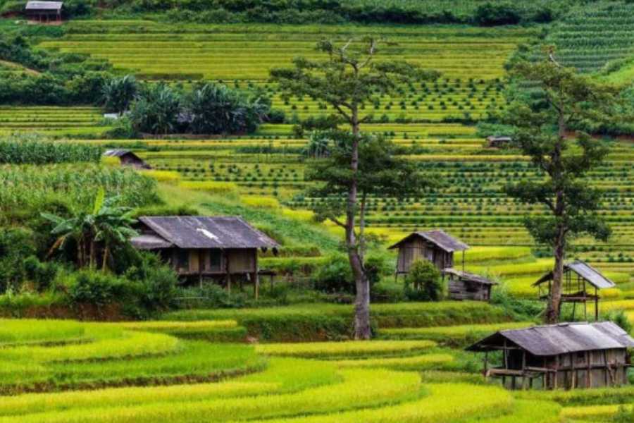 Mu-Cang-Chai-Travel-Tips