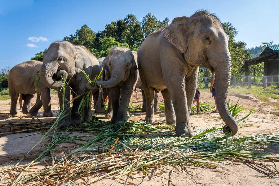 Phuket Elephant Care