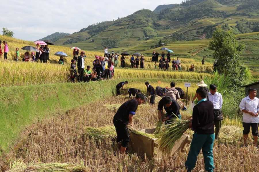 Rice-Season-Mu-Cang-Chai