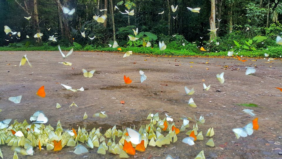 Cuc Phương park