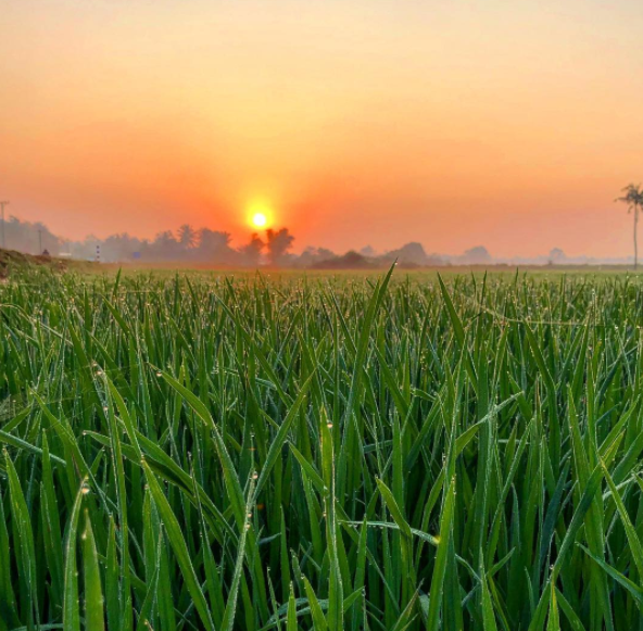 Red River Delta is Vietnam's second-largest delta