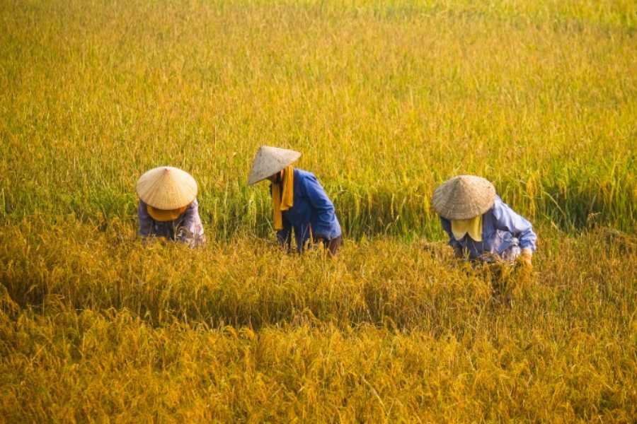 Vietnamese farmers