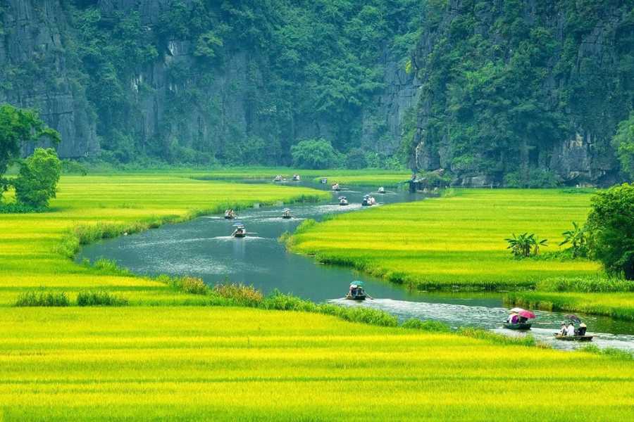 golden-rice-fields