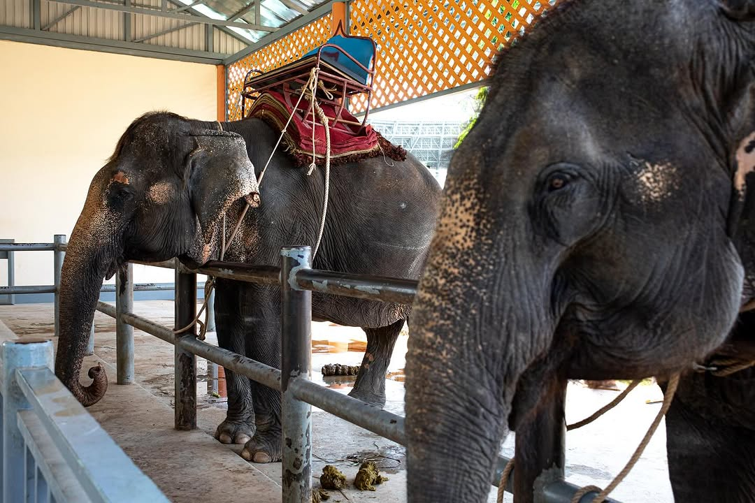 The Challenge of Wildlife Exploitation in Cambodia