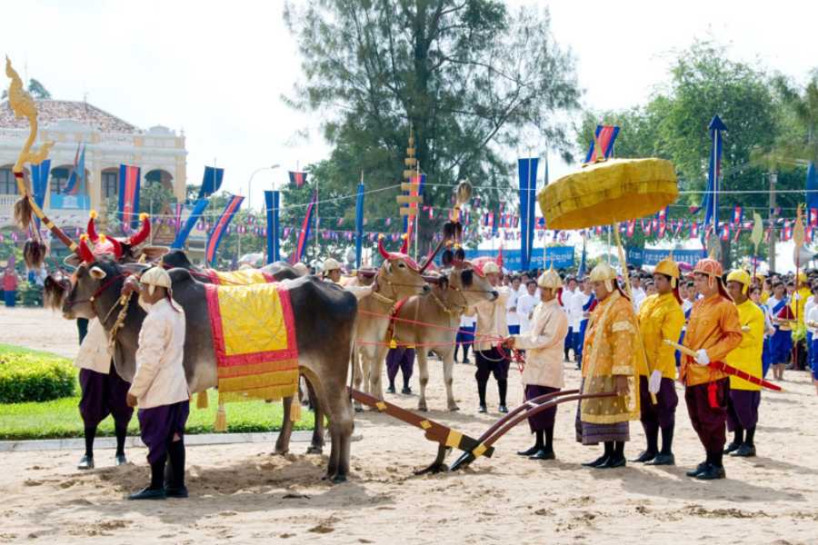 royal-ploughing-ceremony-in-cambodia