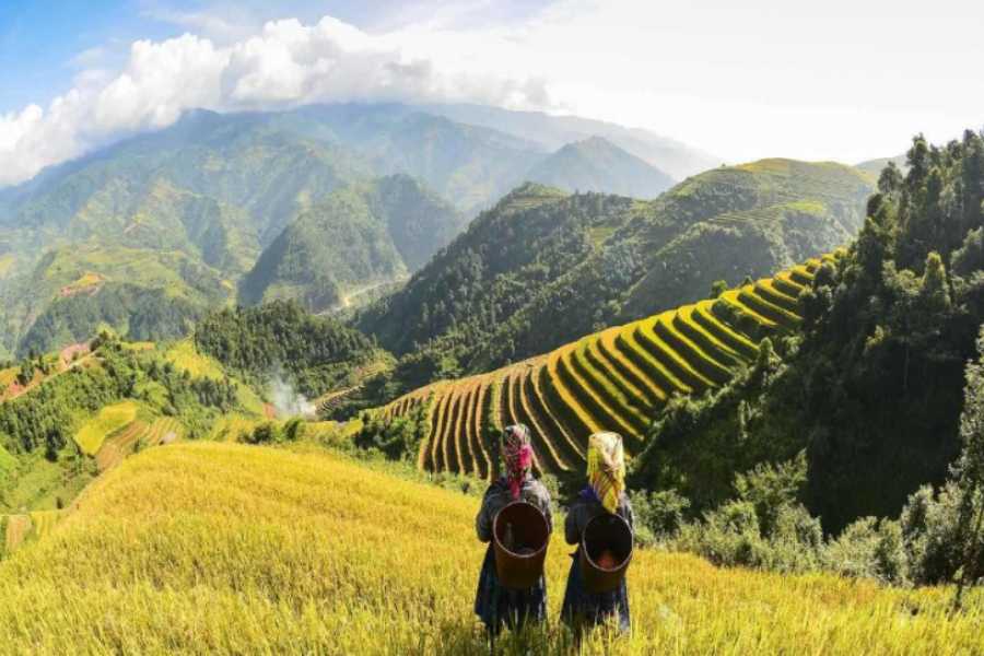 Sapa